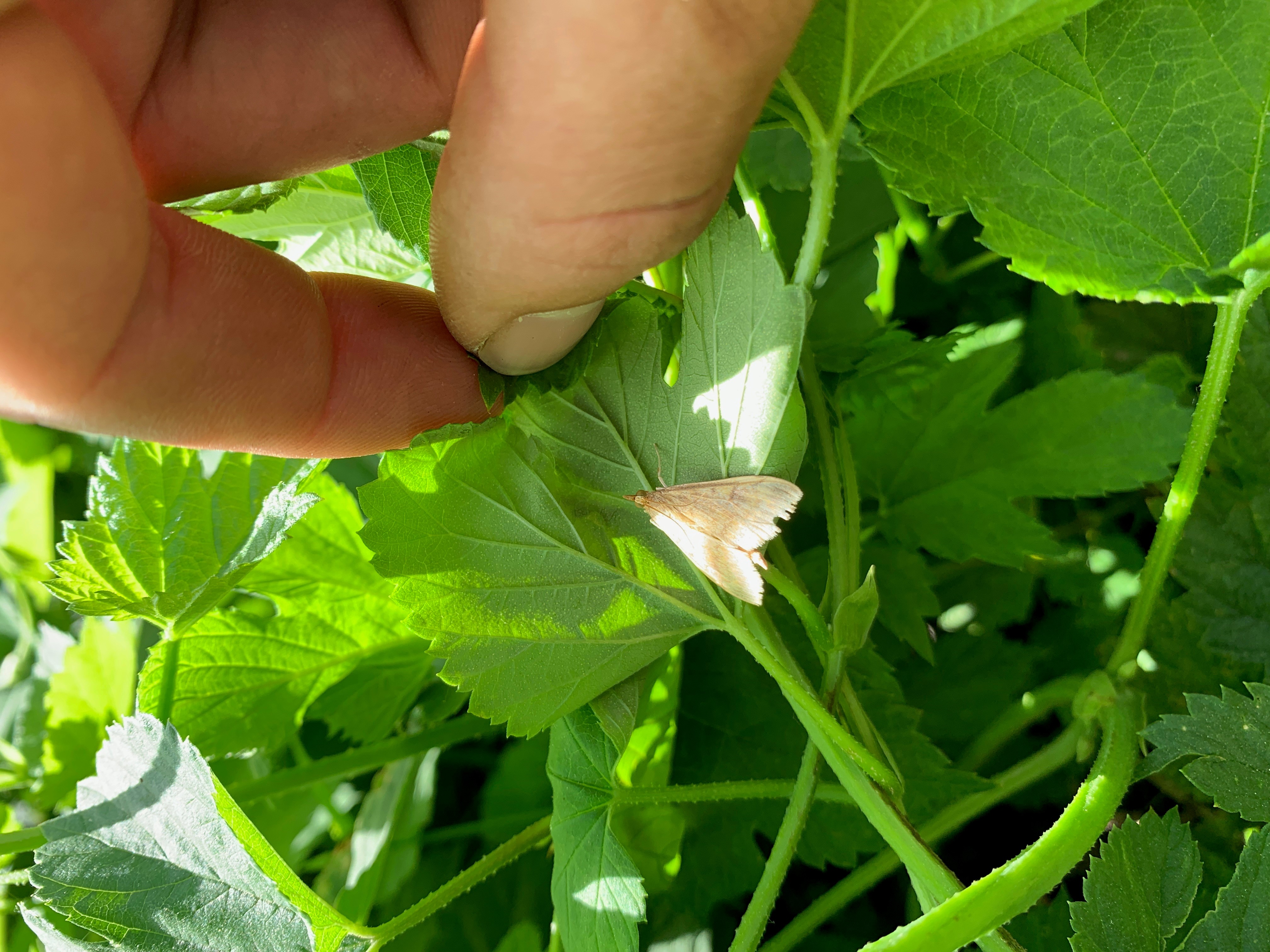European corn borer moth on the underside of a hop leaf. 